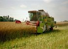 Claas Drescher 35